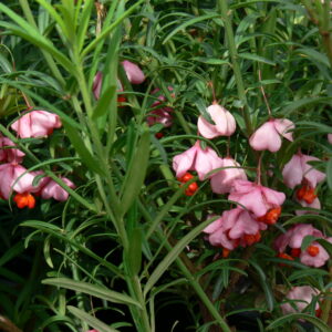 Euonymus turkestanica Nana