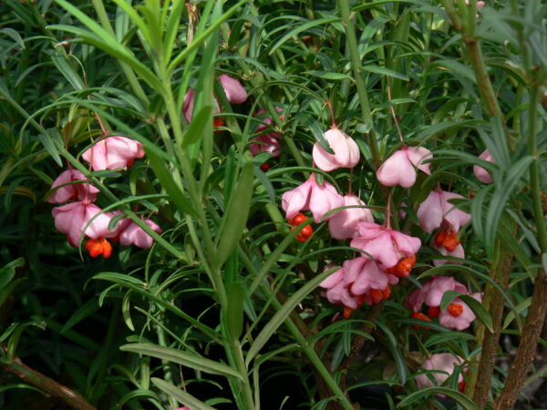 Euonymus turkestanica Nana