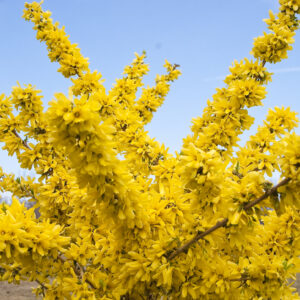 Forsythia x intermedia Show Off® (PW)