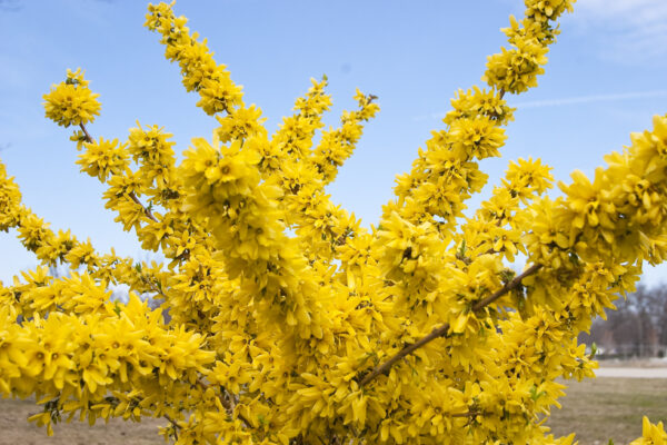 Forsythia x intermedia Show Off® (PW)