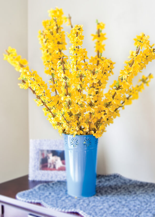Forsythia x intermedia Show Off® (PW) - Image 4