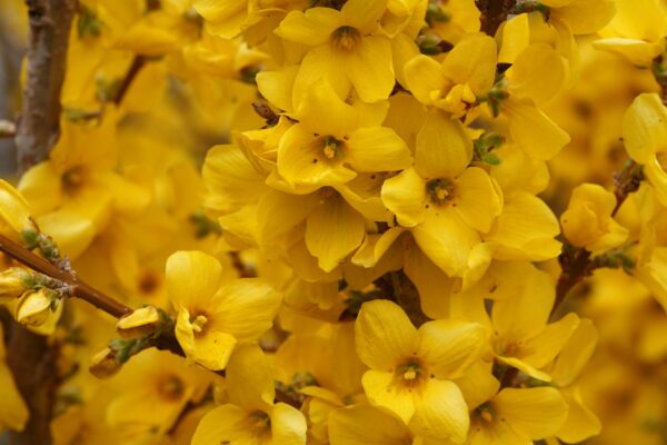 Forsythia x intermedia Show Off® (PW) - Image 3