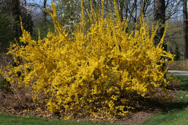 Forsythia x intermedia Show Off® (PW) - Image 2