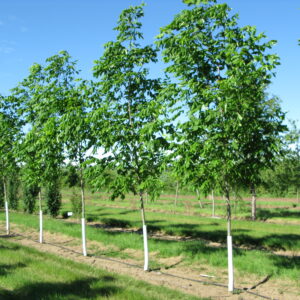 Fraxinus americana Nobility®