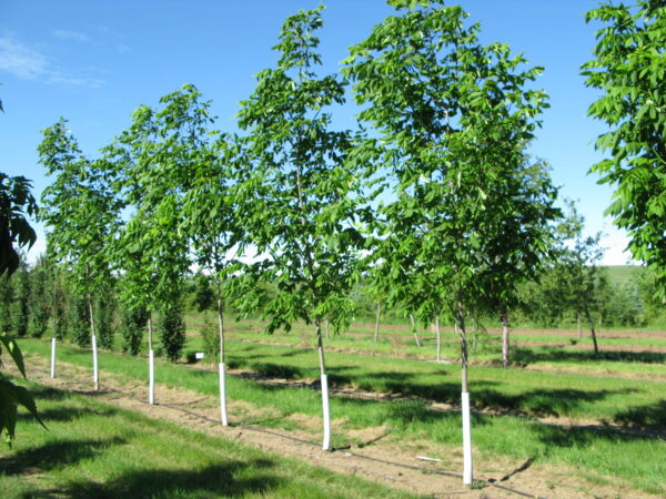 Fraxinus americana Nobility®
