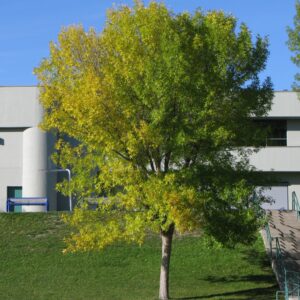 Fraxinus pennsylvanica Patmore