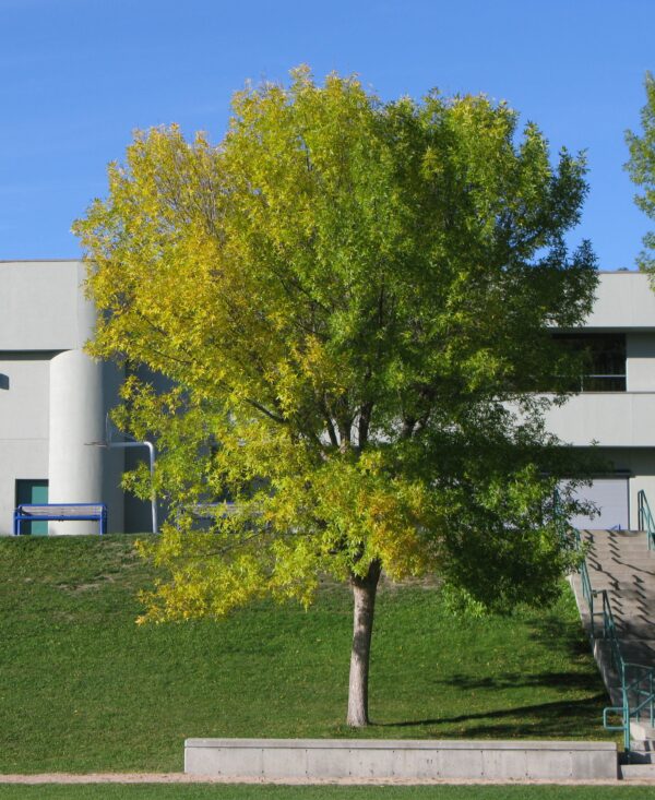 Fraxinus pennsylvanica Patmore