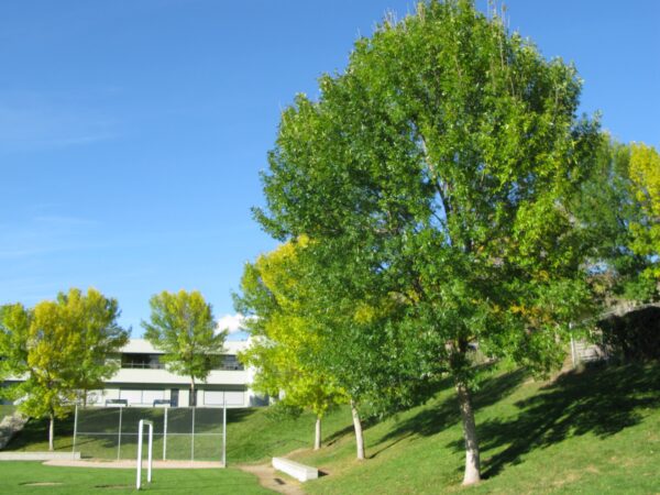 Fraxinus pennsylvanica Patmore - Image 3