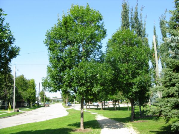 Fraxinus pennsylvanica Patmore - Image 4