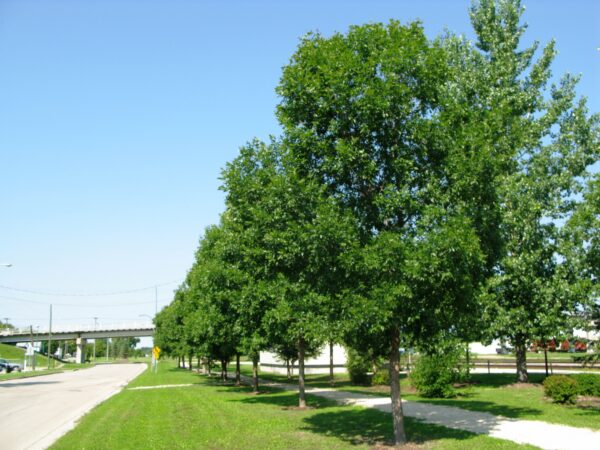 Fraxinus pennsylvanica Patmore - Image 2