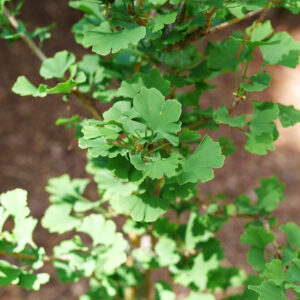 Ginkgo biloba Skinny Fit® (PW)