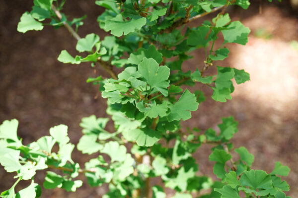 Ginkgo biloba Skinny Fit® (PW)