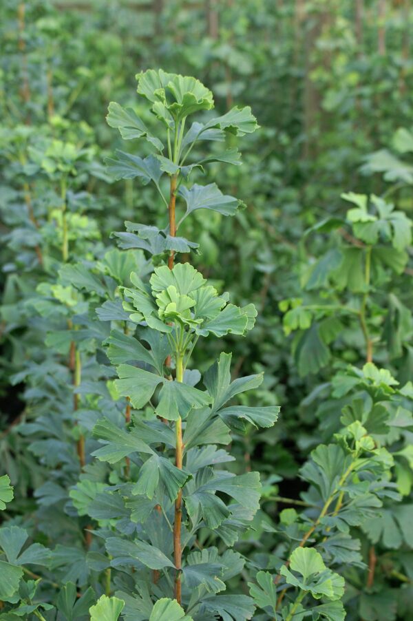 Ginkgo biloba Skinny Fit® (PW) - Image 4
