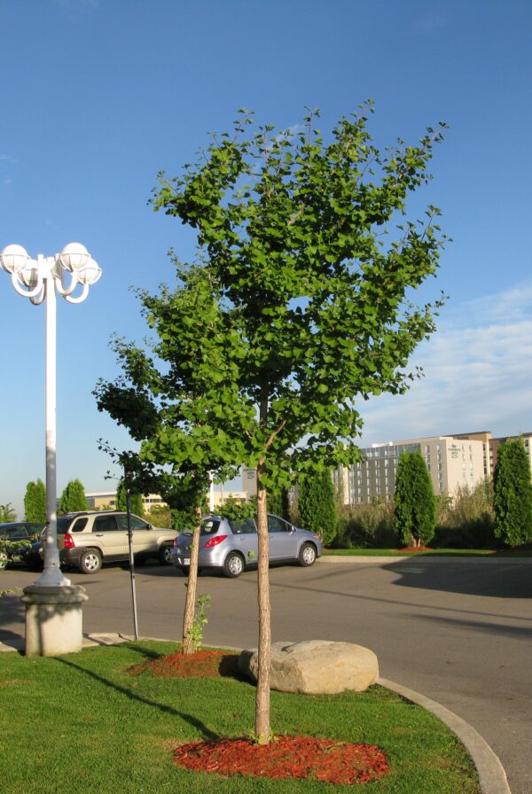 Ginkgo biloba - Image 4