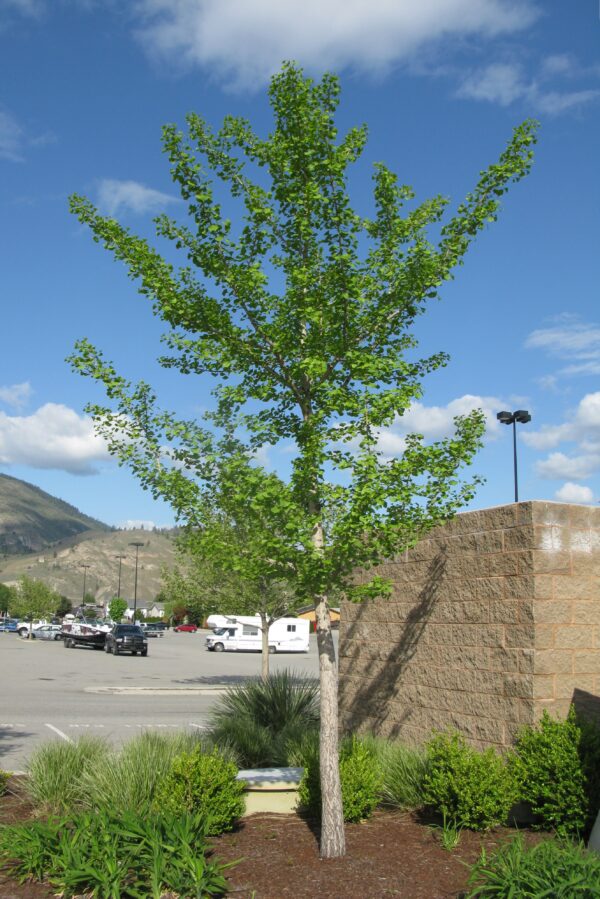 Ginkgo biloba - Image 2
