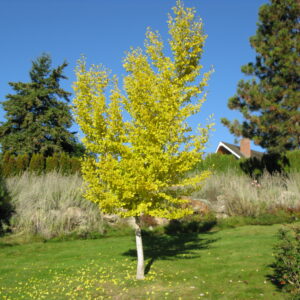 Ginkgo biloba