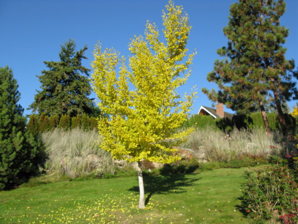 Ginkgo biloba