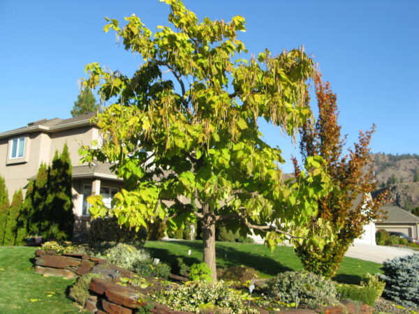 Ginkgo biloba - Image 3