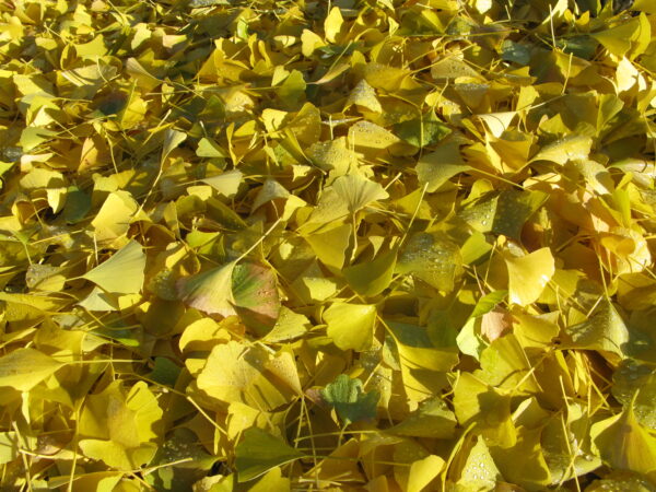 Ginkgo biloba - Image 5
