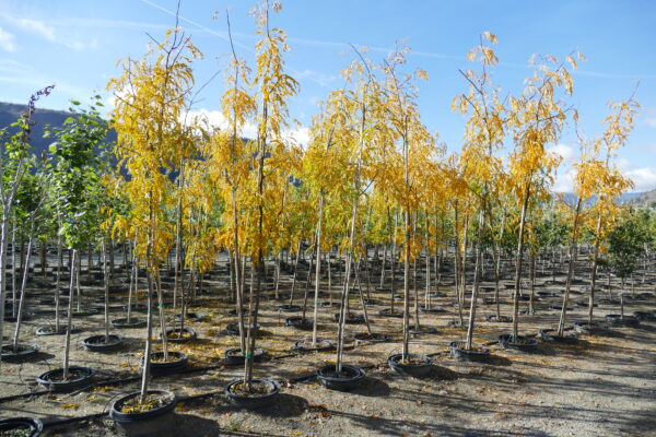 Gleditsia triacanthos Northern Acclaim® - Image 2