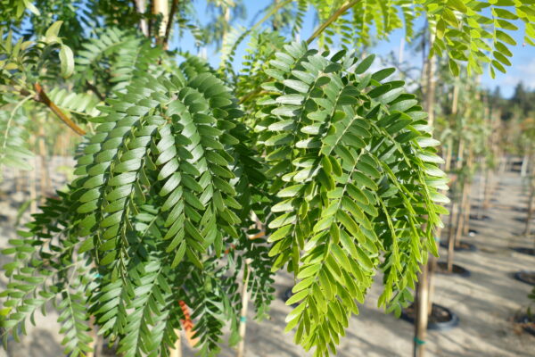 Gleditsia triacanthos Northern Acclaim® - Image 3