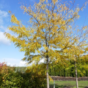 Gleditsia triacanthos Northern Acclaim®