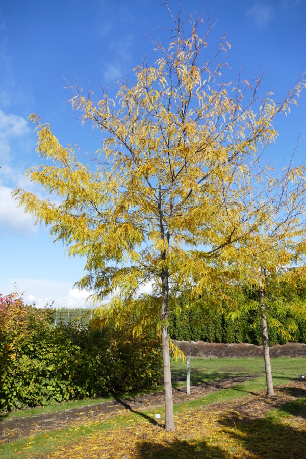 Gleditsia triacanthos Northern Acclaim®