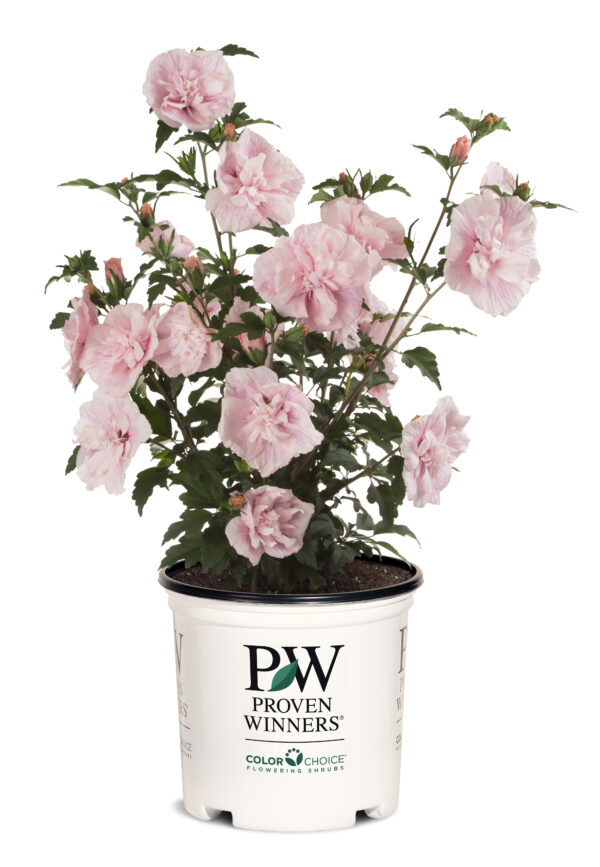 Hibiscus syriacus Pink Chiffon® (PW) - Image 5