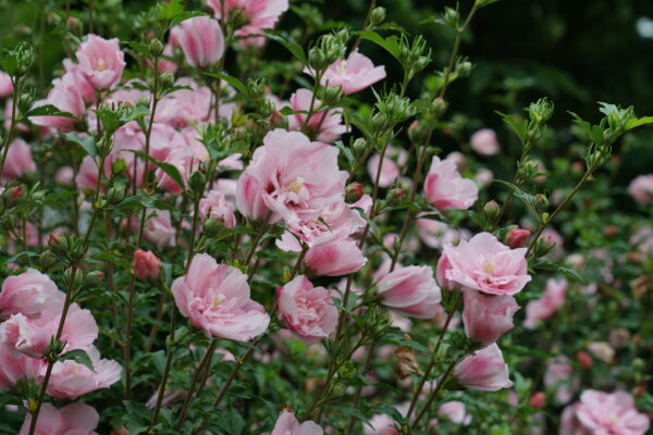 Hibiscus syriacus Pink Chiffon® (PW) - Image 3