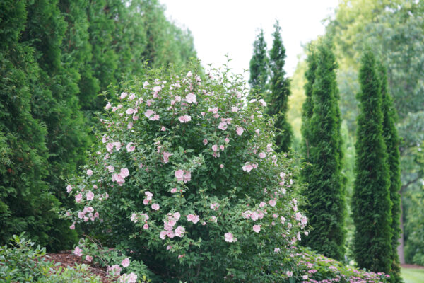 Hibiscus syriacus Pink Chiffon® (PW) - Image 2