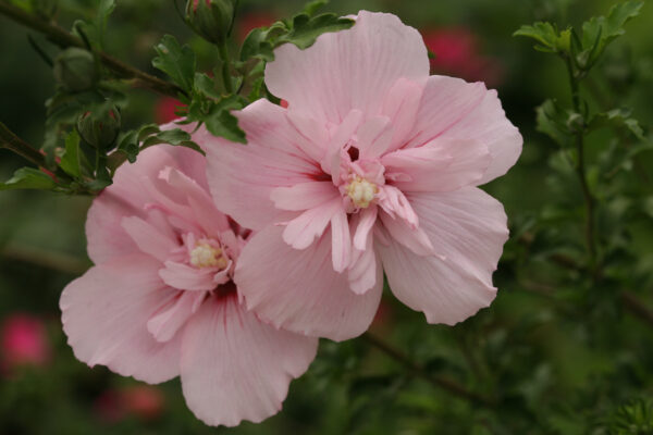 Hibiscus syriacus Pink Chiffon® (PW) - Image 4