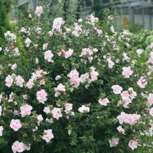Hibiscus syriacus Pink Chiffon® (PW)