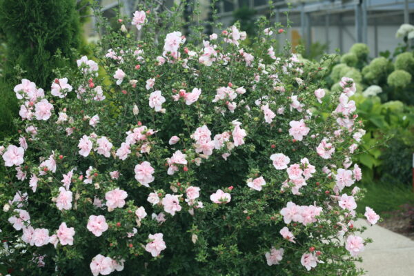 Hibiscus syriacus Pink Chiffon® (PW)