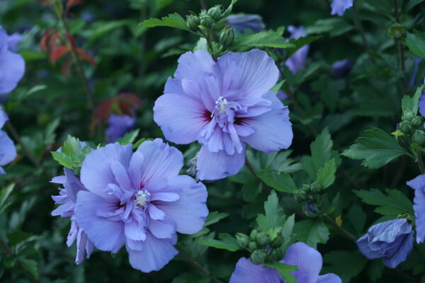 Hibiscus syriacus Blue Chiffon® (PW) - Image 4