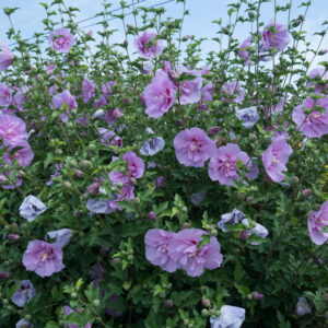 Hibiscus syriacus Blue Chiffon® (PW)