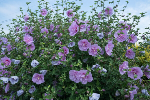 Hibiscus syriacus Blue Chiffon® (PW)
