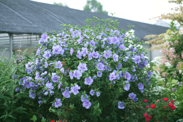 Hibiscus syriacus Blue Chiffon® (PW) - Image 2
