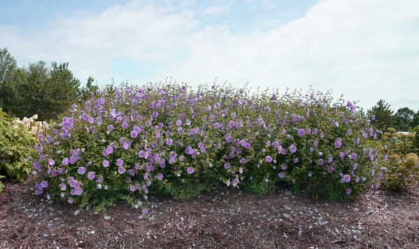 Hibiscus syriacus Blue Chiffon® (PW) - Image 3