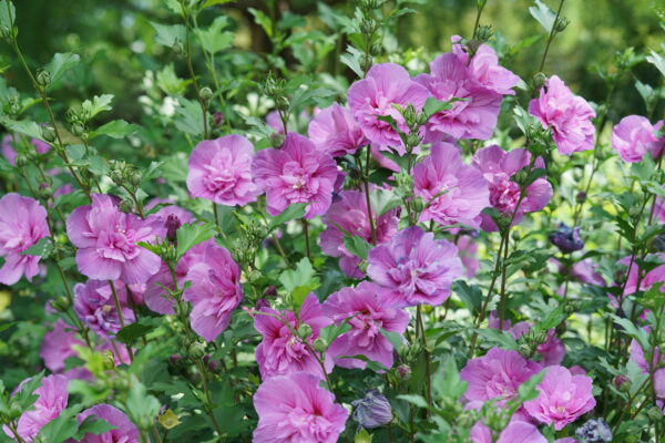 Hibiscus syriacus Dark Lavender Chiffon® (PW) - Image 3