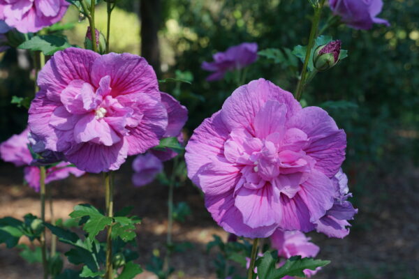 Hibiscus syriacus Dark Lavender Chiffon® (PW) - Image 4
