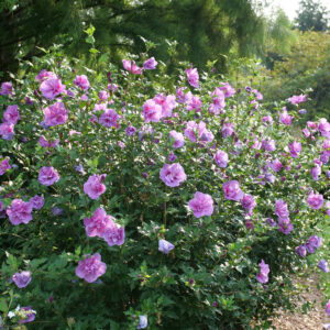 Hibiscus syriacus Dark Lavender Chiffon® (PW)