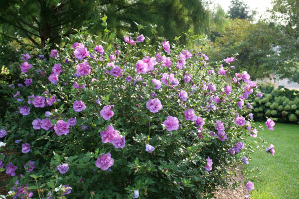 Hibiscus syriacus Dark Lavender Chiffon® (PW)