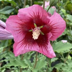 Hibiscus syriacus Red Pillar® (PW)