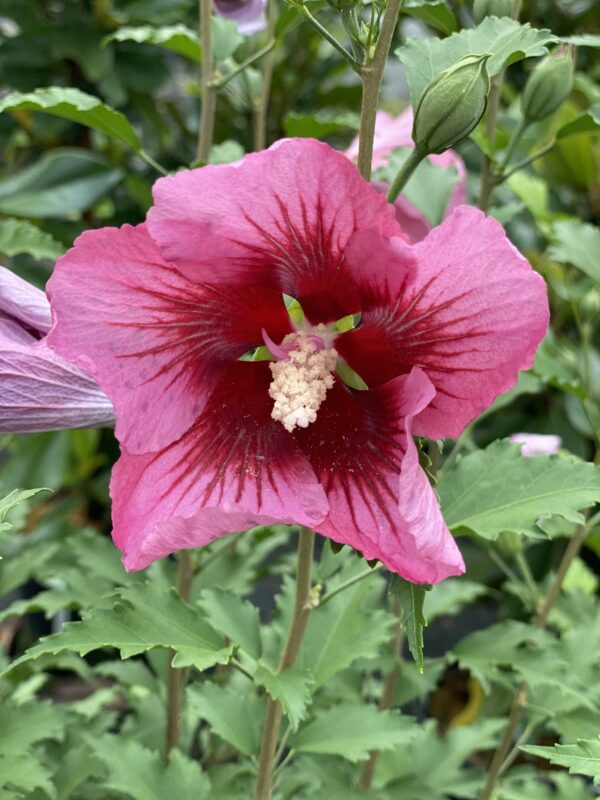 Hibiscus syriacus Red Pillar® (PW)