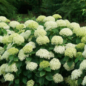 Hydrangea arb. Invincibelle Limetta® (PW)