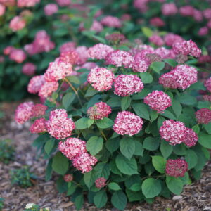 Hydrangea arb. Invincibelle® Ruby (PW)
