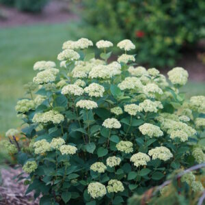 Hydrangea arb. Invincibelle Sublime™ (PW)