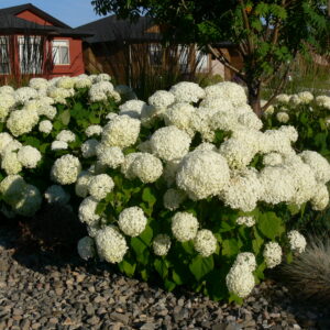 Hydrangea arborescens Annabelle