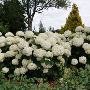 Hydrangea arborescens Incrediball® (PW)