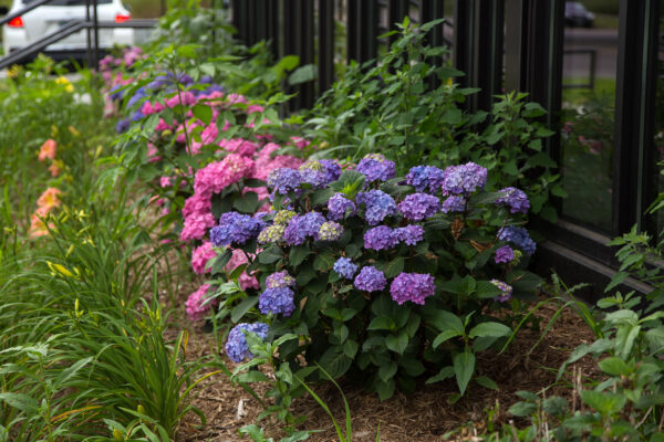 Hydrangea macrophylla Bloomstruck® (ES) - Image 3